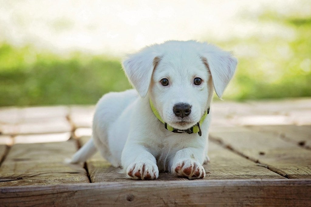 Comment bien choisir la race de son chien ?