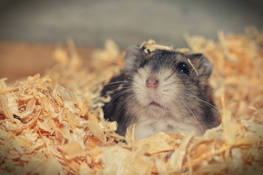 Comment choisir un hamster pour un enfant ?