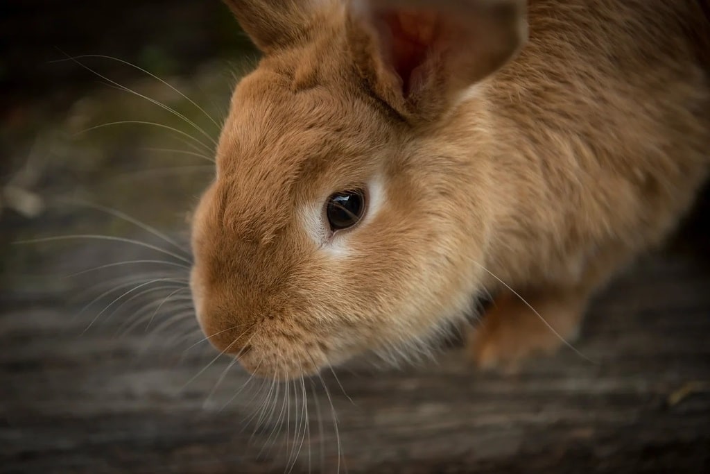 Comment prendre soin de votre lapin ?
