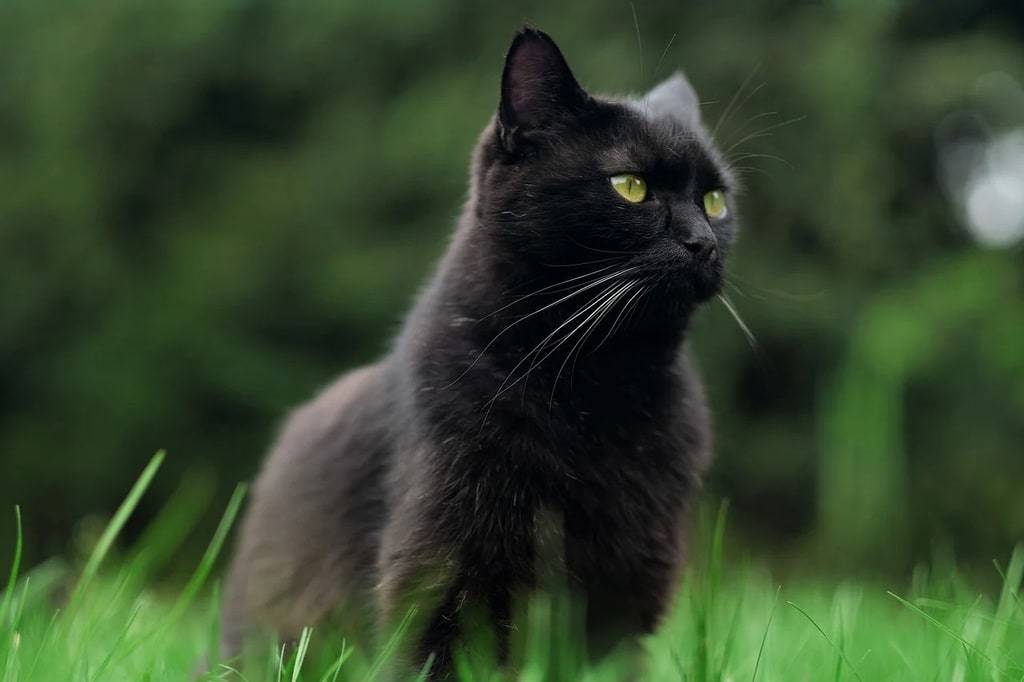 Comment prévenir les boules de poils chez les chats ?