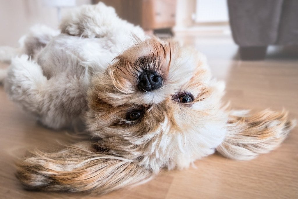 Comprendre le langage corporel des chiens