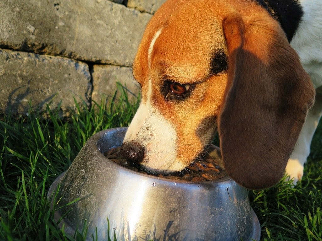 Les aliments à éviter pour votre chien