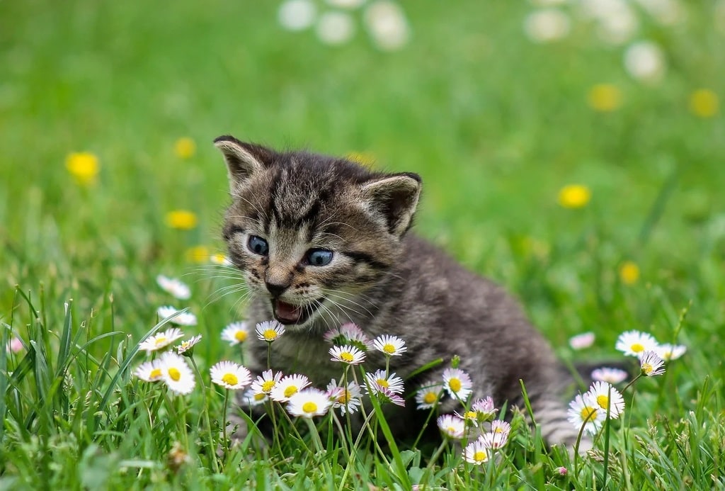 Les aliments toxiques pour les chats