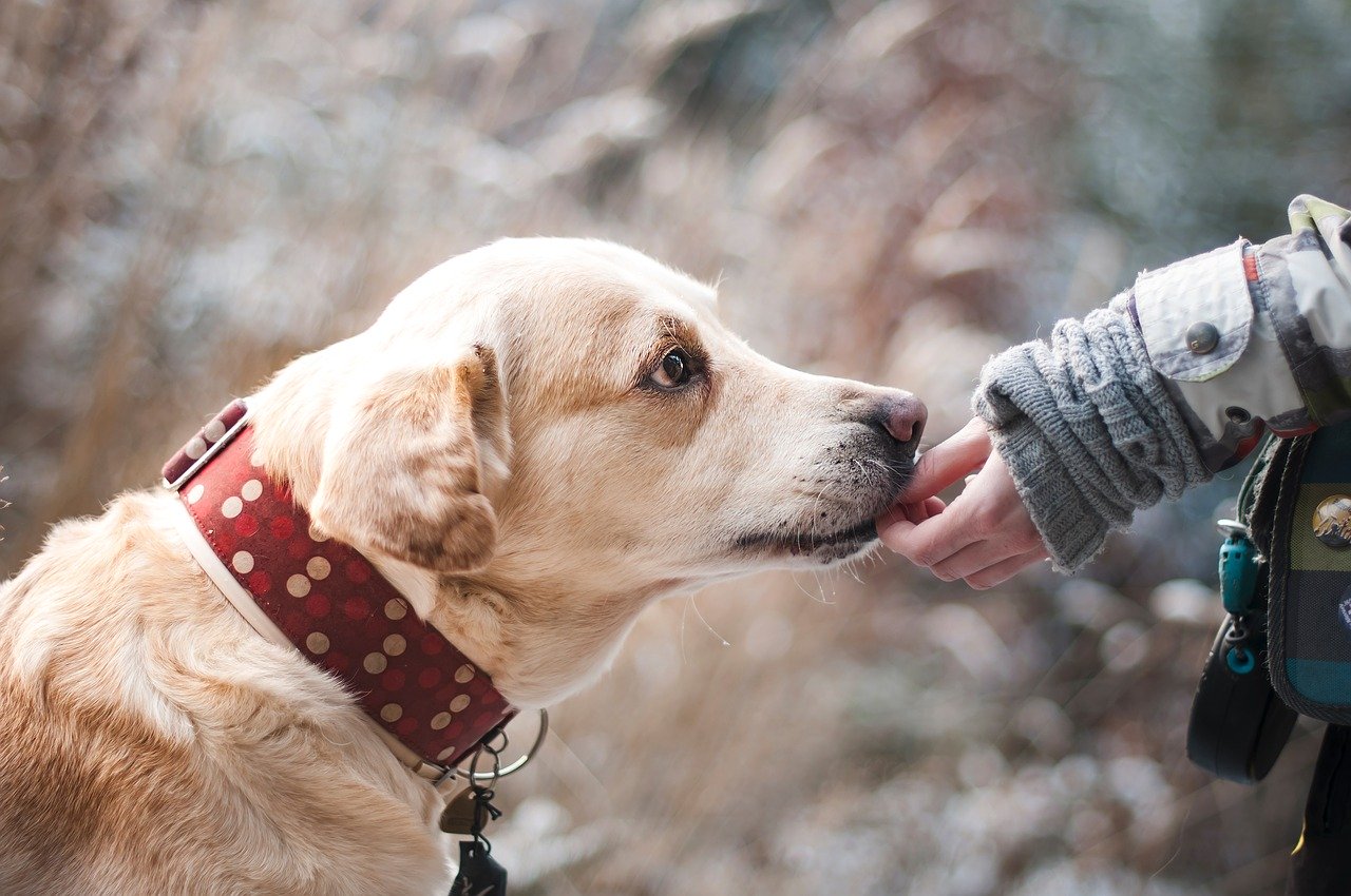 Prévenir les infestations de puces et tiques chez le chien